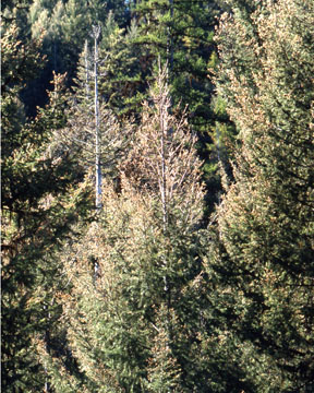 Western Spruce Budworm defoliation - 1992